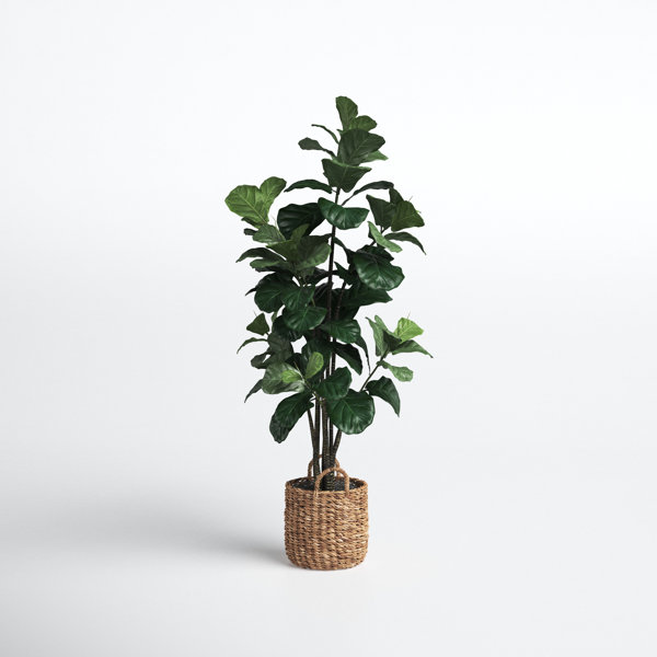 Joss & Main 66'' Faux Fiddle Leaf Fig Tree in Rattan Basket & Reviews